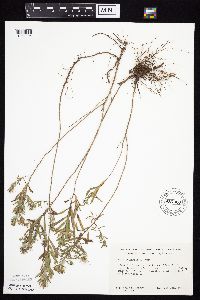 Symphyotrichum oblongifolium image