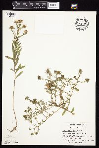 Symphyotrichum oblongifolium image