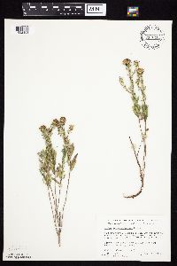 Symphyotrichum oblongifolium image