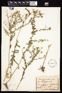 Symphyotrichum oblongifolium image