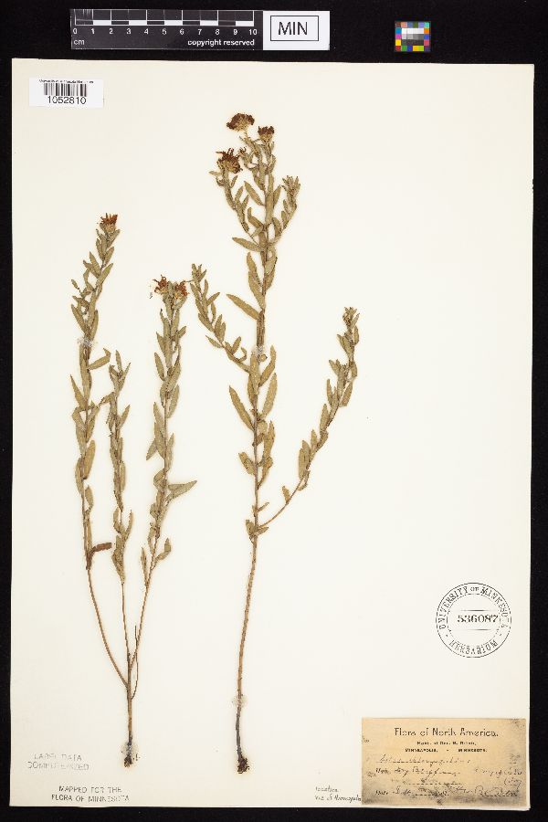 Symphyotrichum oblongifolium image