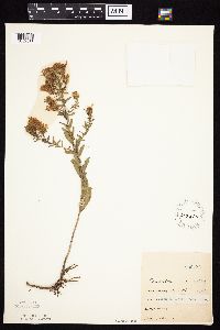 Symphyotrichum oblongifolium image