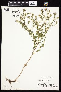 Symphyotrichum oblongifolium image