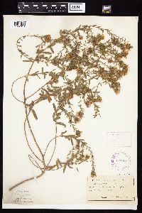 Symphyotrichum oblongifolium image