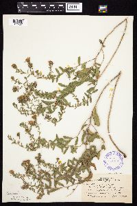 Symphyotrichum oblongifolium image