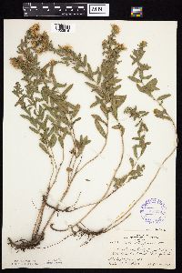 Symphyotrichum oblongifolium image