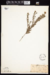 Symphyotrichum oblongifolium image