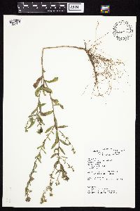 Symphyotrichum oblongifolium image