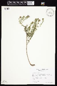 Symphyotrichum oblongifolium image