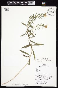 Symphyotrichum oblongifolium image