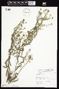 Symphyotrichum oblongifolium image