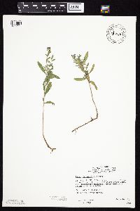 Symphyotrichum oblongifolium image