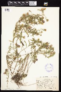 Symphyotrichum oblongifolium image