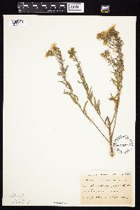 Symphyotrichum oblongifolium image