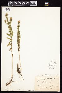 Symphyotrichum oblongifolium image