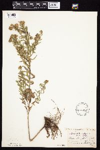Symphyotrichum oblongifolium image