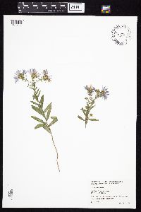Symphyotrichum oblongifolium image