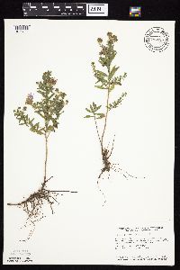 Symphyotrichum oblongifolium image