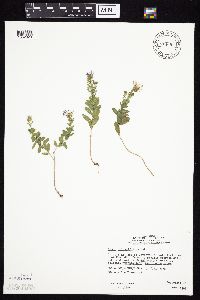 Symphyotrichum oblongifolium image