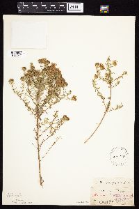 Symphyotrichum oblongifolium image