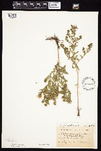 Symphyotrichum oblongifolium image