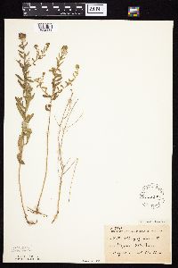 Symphyotrichum oblongifolium image