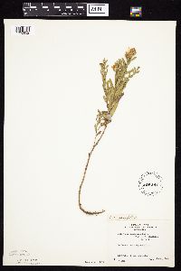 Symphyotrichum oblongifolium image