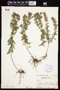 Symphyotrichum oblongifolium image