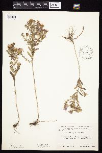 Symphyotrichum oblongifolium image