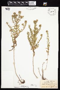 Symphyotrichum oblongifolium image