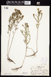 Symphyotrichum oblongifolium image