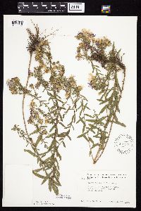 Symphyotrichum oblongifolium image