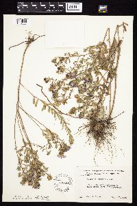 Symphyotrichum oblongifolium image