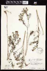 Symphyotrichum oblongifolium image