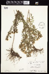 Symphyotrichum oblongifolium image