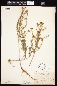 Symphyotrichum oblongifolium image