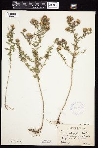 Symphyotrichum oblongifolium image