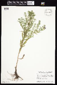 Symphyotrichum oblongifolium image