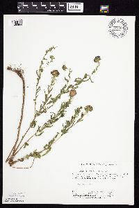 Symphyotrichum oblongifolium image