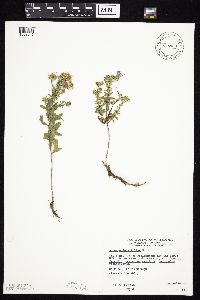 Symphyotrichum oblongifolium image