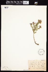 Symphyotrichum oblongifolium image