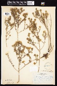 Symphyotrichum oblongifolium image