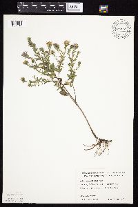 Symphyotrichum oblongifolium image