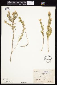 Symphyotrichum oblongifolium image