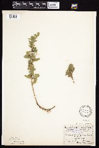 Symphyotrichum oblongifolium image