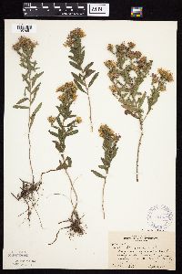 Symphyotrichum oblongifolium image