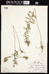 Symphyotrichum oblongifolium image