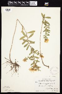 Symphyotrichum oblongifolium image