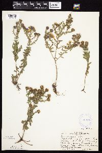 Symphyotrichum oblongifolium image