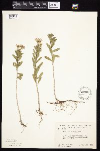 Symphyotrichum oblongifolium image